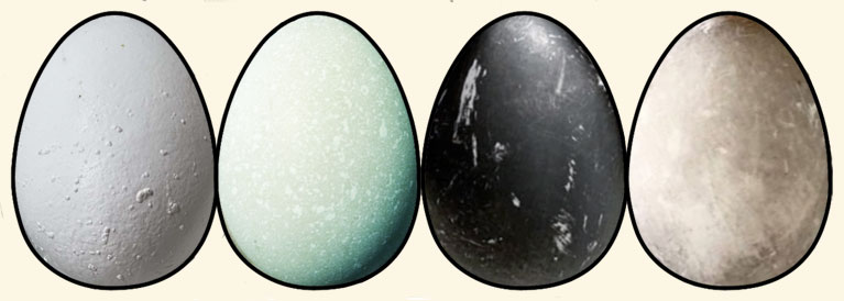 Afwijkingen en kleuren van eendeneieren. Alles over de eieren van Indische loopeenden. 
